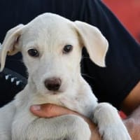 Agostina wünscht sich ein besseres Leben, Hündin zur Adoption