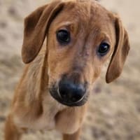 Roberto, Hund zur Adoption