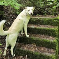 Brick möchte beschäftigt werden, Hund zur Adoption