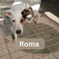 ROMA, w., kastr., Mischling, ca. 45 cm, Hündin zur Adoption