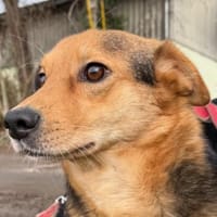 BENJI möchte gesehen werden, Hund zur Adoption