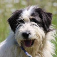 Muri - hübscher Wuschelrüde, Hund zur Adoption