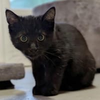 Joker, Kater zur Adoption