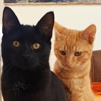 Unsere Schmusekater Nero und Orange, Kater zur Adoption
