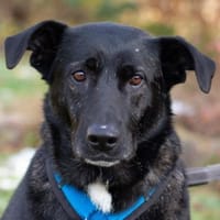 ONYX - menschenbezogen&verschmust, Hund zur Adoption