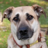 TOPAZ - ruhig&ausgeglichen, Hund zur Adoption