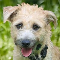 BARA - schüchternes&süßes Hundemädchen, Hündin zur Adoption