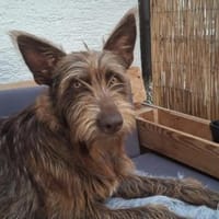 Brown sucht sportliche ruhige Menschen, Hund zur Adoption