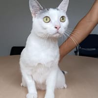 Piscis -  sucht seine Familie, Kater zur Adoption