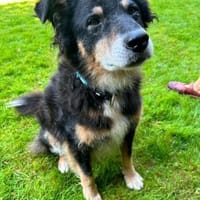 Lieber Austie Mix Rüde, Hund zur Adoption