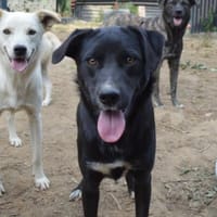 Carolina auf Pflegestelle in NRW, Hündin zur Adoption