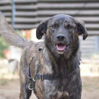 Contardo, Notfall in Deutschland (NRW), Hund zur Adoption