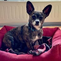 Alba LM  zarte Seele sucht Zuhause, Hündin zur Adoption