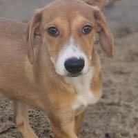 Peaches, Hund zur Adoption