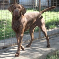 Sanfter Wotan in 45138 Essen, Hund zur Adoption