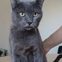 Huerto (FIV+) - ein toller Charakter, Kater zur Adoption