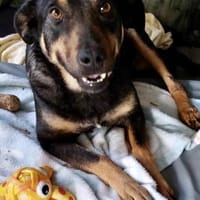 Santana (Dia) 50 cm (Pflegestelle), Hündin zur Adoption