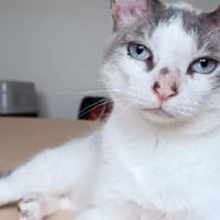 Duquesa - gesellig und anhänglich, Katze zur Adoption