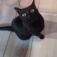 Sami hatte noch nie ein Anfrage, Kater zur Adoption