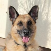 Vicenta - immer an deiner Seite, Hündin zur Adoption