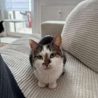 Oliwia- sucht Sicherheit, Katze zur Adoption
