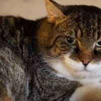 Jerik vom Bauernhof auf die Heizdecke, Kater zur Adoption