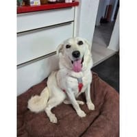 Brienne - wartet in 67663 Kaiserslautern, Hündin zur Adoption