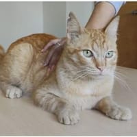 Isidro - liebenswerter roter Tiger, Kater zur Adoption