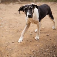 💕Sanya wartet auf ihre eigene Familie💕, Hündin zur Adoption