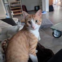 Zoll - Charakter-Kater, Kater zur Adoption