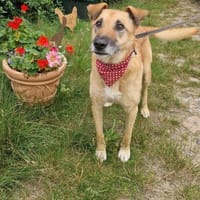 Freundliche,hübsche Elsa, Hündin zur Adoption