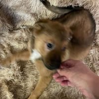 Süßer Tommi❤sucht Kuschelflat, Hund zur Adoption