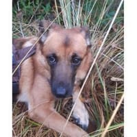 Milena - wartet in 48165 Münster, Hündin zur Adoption