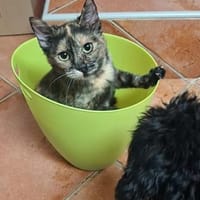 Süße Glückskatze Tita 9 Monate, Katze zur Adoption