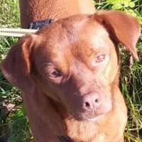 Mandy wartet in Heiligenstadt (Bayern)!, Hündin zur Adoption