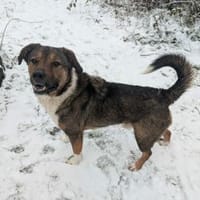 Sharo, dein neuer bester Freund, Hund zur Adoption