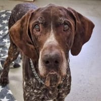 Grando, Hund zur Adoption