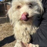 Motte 26 cm /Pflegestelle), Hündin zur Adoption