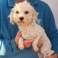 Sophie° in 33142 Büren, Hündin zur Adoption