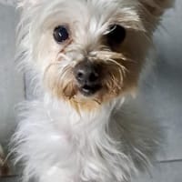 Bolte  in 47506 Hochkirchen-Vlyn, Hund zur Adoption