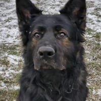 Ork, Hund zur Adoption