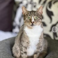 Belle  Feines Katzenmädel sucht  Familie, Katze zur Adoption