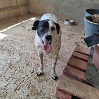 Luci ist sehr gehorsam, Hündin zur Adoption