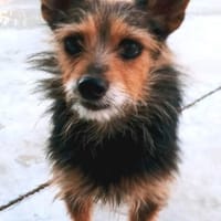 winziger Mico, bereits bei Aachen, Hund zur Adoption
