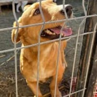 Wanda 28 cm (Pflegestelle), Hündin zur Adoption