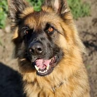 Beki, Hund zur Adoption