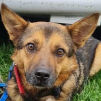 FRANZL sucht ein Für-Immer-Zuhause, Hund zur Adoption