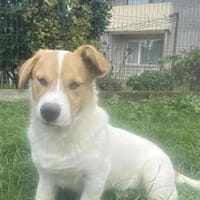 Hier kommt dein Herzblatt!, Hund zur Adoption