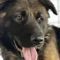 Ares sucht erfahrenes Zuhause, Hündin zur Adoption