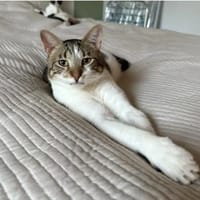 Piaget (mit Lilú)-ein süßer Kuschelkater, Kater zur Adoption